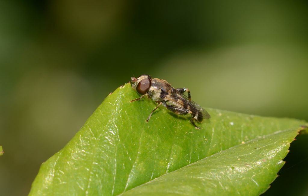 Syrphidae:  Syritta pipiens, femmina